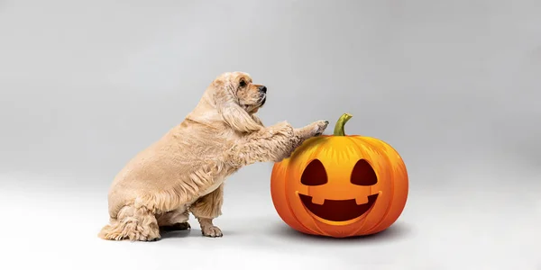 Carino cucciolo con Halloween Jack-o-Lanterna zucca isolato su sfondo bianco studio — Foto Stock