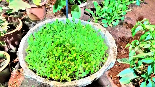 庭に飾られた鍋の植物 — ストック写真