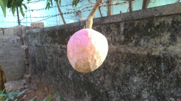 Anónimo Colgando Fruta Aislada — Foto de Stock