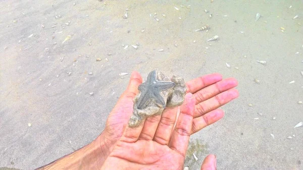 Piccole Stelle Marine Sabbiose Portata Mano — Foto Stock