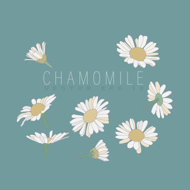 Çiçekler ve papatya tomurcukları. Basit düz bir şekilde vektör illüstrasyonu. Tasarım, davetiyeler, kartlar, kağıt, tekstil vs. için.