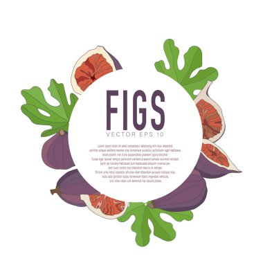 İncirlerin vektör çizimi, bütün ve bölüm halinde. Ana hatlı düz biçim.