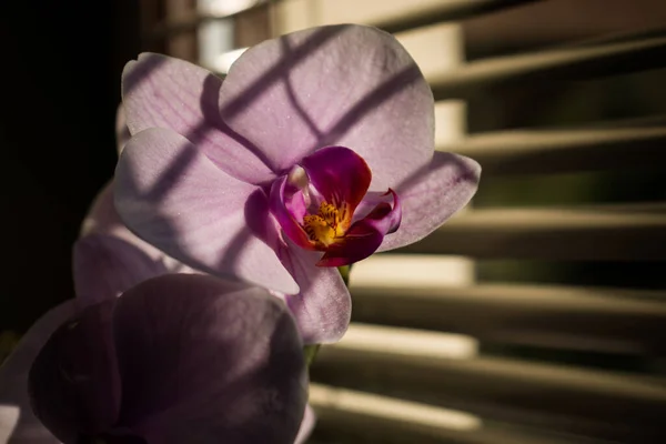 Zbliżenie Kwiat Orchidei Cieniu Odcieni Okien — Zdjęcie stockowe