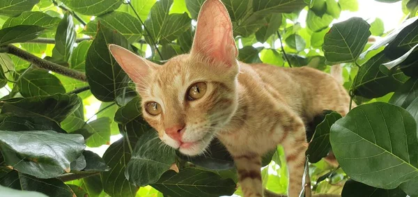 Kat Boom Voor Het Zoeken Naar Voedsel — Stockfoto