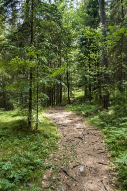 Güzel çam orman yolu Alpleri'nde
