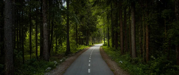 阿尔卑斯山美丽的松树林路 — 图库照片