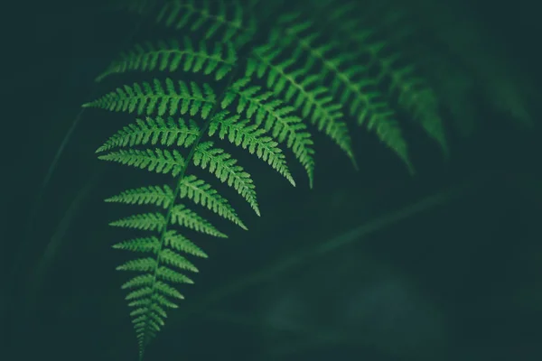 Taze fern makro görüntü. Yatay yönlendirme. Soluk renkler.