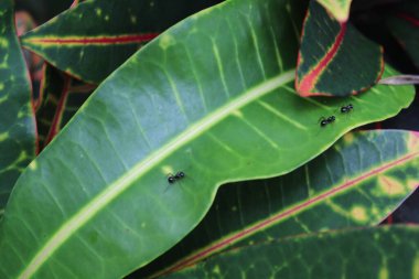 Yeşil yaprağı kapat