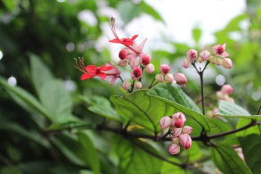 Ormanda pembe ve beyaz çiçekler