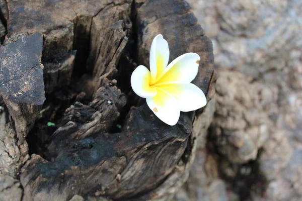 Weiße Frangipani Blume Auf Einem Baum — Stockfoto