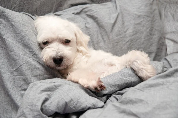 Sad white dog on the bed with gray linen, illness. Pet warms under blanket in cold winter weather. Pets friendly and care concept.