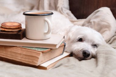 Küçük beyaz kucak köpeği yatakta kitap ve kahveyle üzgün. Sonbahar blues konsepti. Rahat ev istirahatı