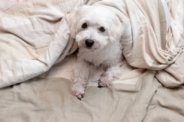 A small white fluffy dog lies in bed under the covers and looks at the camera. Good morning, place for your text at the bottom.