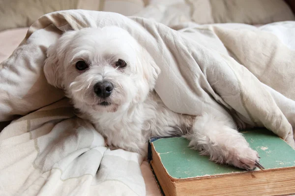 Eski bir kitapla yatakta bir köpek. Pastel renkte bir süs köpeğinin yaşam tarzı portresi