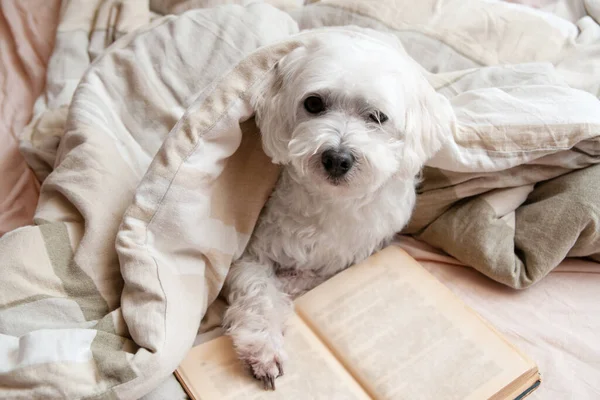 Cão Cama Com Livro Antigo Retrato Estilo Vida Lapdog Cores — Fotografia de Stock