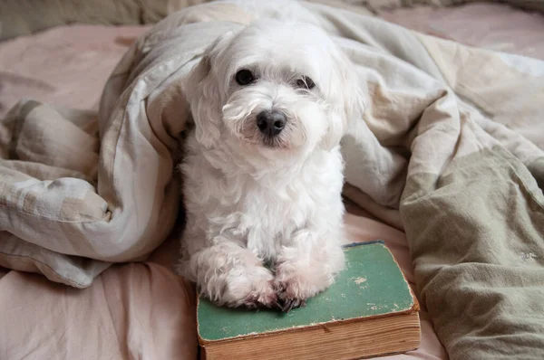 Собака Ліжку Старою Книгою Стиль Життя Собаки Пастельних Тонах — стокове фото