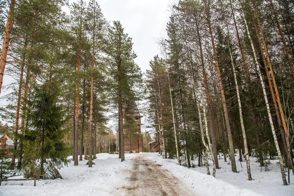 Forêt Hiver Russie — Photo