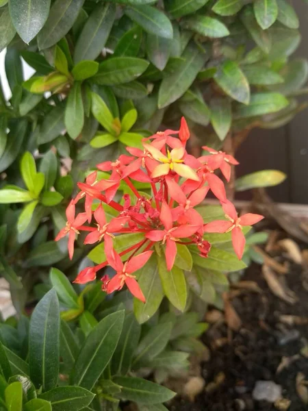 Una Hermosa Planta Llamada Coral — Foto de Stock