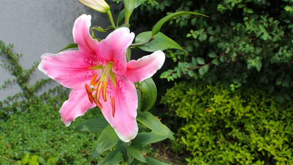 Yazın Bahçede Pembe Zambak Zambak Çiçeği Yaklaş — Stok fotoğraf