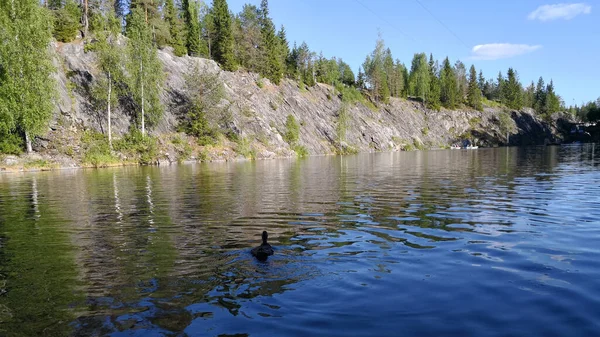 Ördek Mermer Kanyon gölünde yüzer. Turkuaz suyla dolu taşocağının manzarası. Turizm kompleksi Karelia.