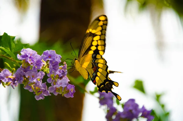 植物に黄色の蝶の餌を与え — ストック写真