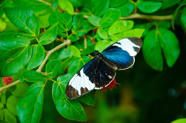 Papillon Nourrissant Plantes — Photo