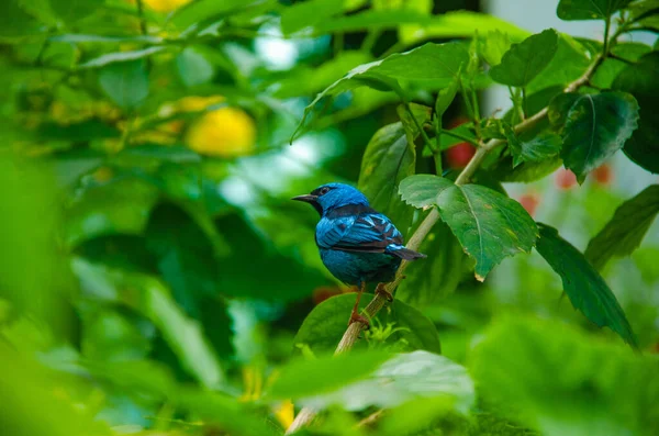 Pájaro Azul Planta —  Fotos de Stock