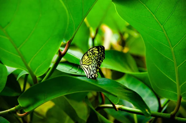蝴蝶落在植物上 — 图库照片