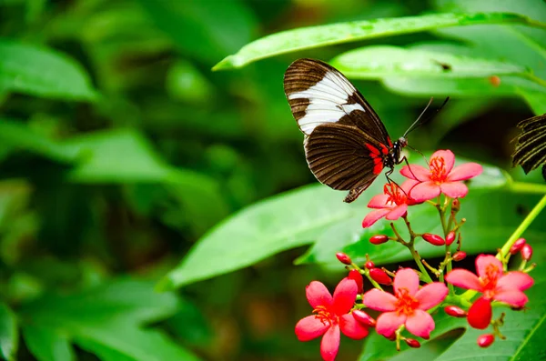 Motyl Roślinach — Zdjęcie stockowe