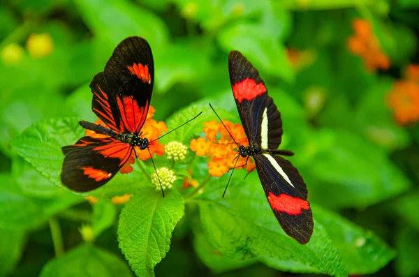 Papillons Nourrissant Plantes — Photo