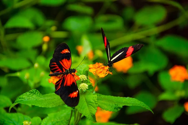 나비가 식물을 — 스톡 사진