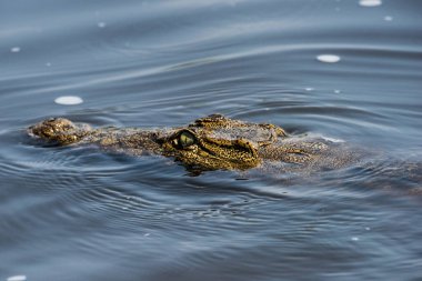 Chobe Ulusal Parkı, Botswana 'da Timsah
