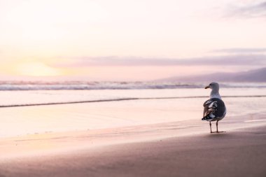 Martı ile Santa Monica pier, Los Angeles, Kaliforniya parlak gökyüzü arka plan üzerinde güzel günbatımı okyanus yakın