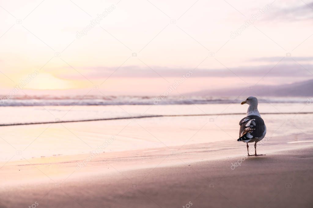 Seagull near ocean with beautiful sunset in Santa Monica pier, Los Angeles, California on bright sky background