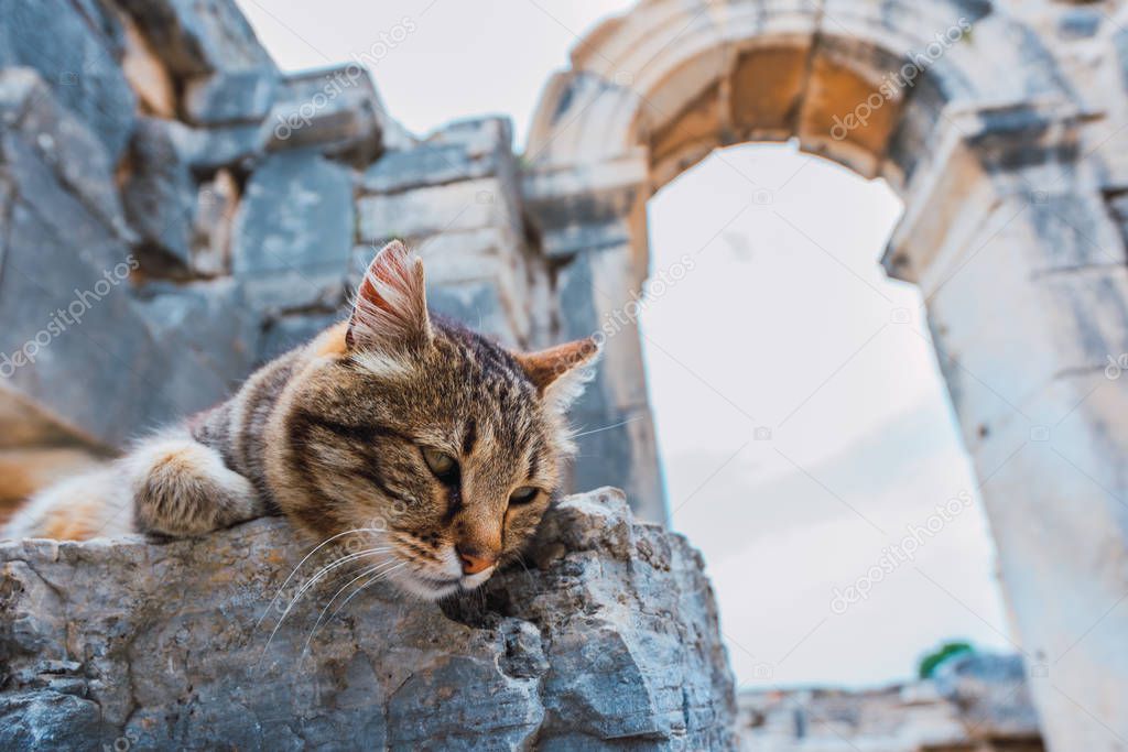 Adult pretty cat lying in Ephesus old ruins
