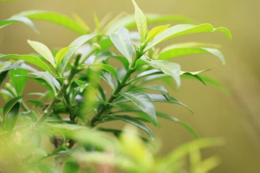 Bulanık yeşil arkaplanda yeşil yaprağın yakın doğa görünümü   