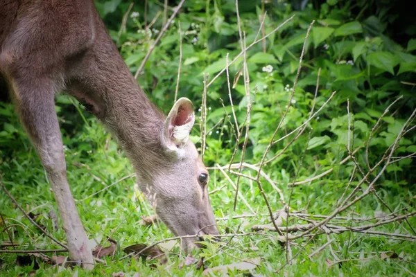 Deer Eating Grass Khaoyai National Park Thailand — Stock Photo, Image