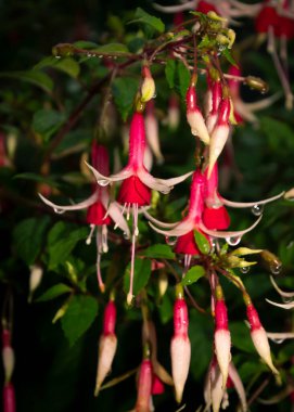 Kırmızı çiçek başlarının güzel yakın çekimi. Karanlık, neredeyse siyah arkaplan. Yaprakların üzerine yağmur damlaları düşer..