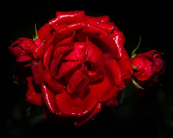 Belo Perto Uma Cabeça Flor Rosa Vermelha Fundo Escuro Quase — Fotografia de Stock