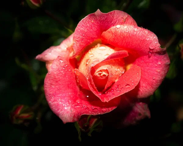 Krásná Zblízka Růžové Oranžové Růžové Květinové Hlavy Tmavé Téměř Černé — Stock fotografie