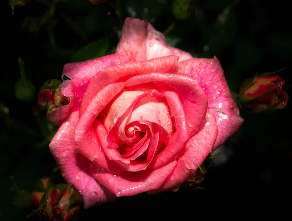 Vacker Närbild Rosa Apelsin Ros Blomma Huvud Mörk Nästan Svart — Stockfoto