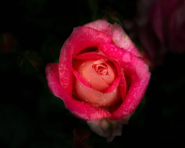 ピンクがかったオレンジ色のバラの花の頭の美しいクローズアップ ほとんど黒の背景 花弁の上に雨が降る — ストック写真