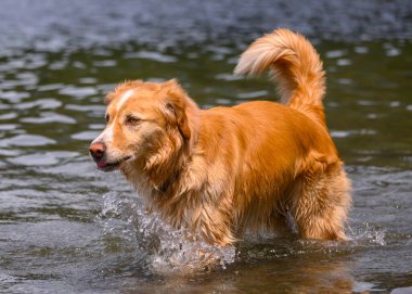 Tatlı köpek suda oynuyor ve sıcak havanın tadını çıkarıyor. Bu turuncu köpek gölde oyun oynarken geziyor.
