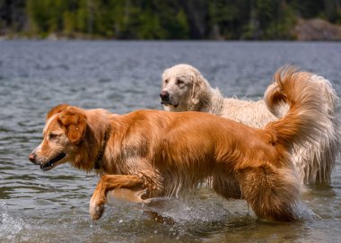 Suda oynayan sevimli köpekler ve sıcak havanın tadını çıkarıyorlar. Gölde dolaşan iki köpek. Biri turuncu, diğeri beyaz.