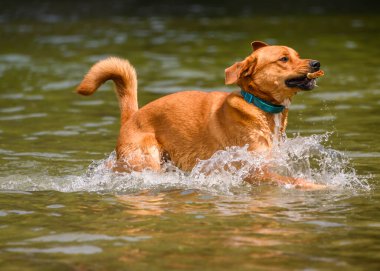 Tatlı köpek suda oynuyor ve sıcak havanın tadını çıkarıyor. Bu turuncu köpek sopasıyla koşup zıplarken etrafta bir sürü su sıçrıyor..