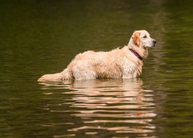 Tatlı köpek suda oynuyor ve sıcak havanın tadını çıkarıyor. Güzel Golden Retriever gölde topunu bekliyor.