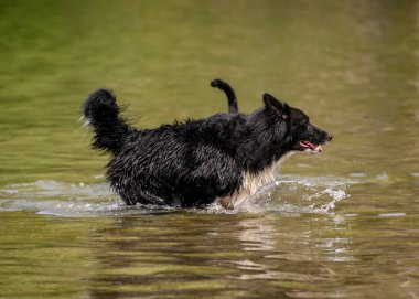 Tatlı köpek suda oynuyor ve sıcak havanın tadını çıkarıyor. Etrafa su sıçrıyor. Bu siyah köpek koşuyor ve zıplıyor