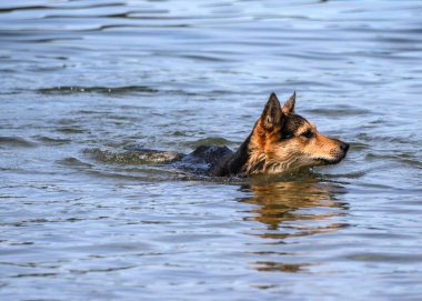 Suda yüzen ve sıcak havanın tadını çıkaran sevimli Alman çoban köpeği.