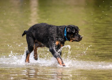 Tatlı köpek suda oynuyor ve sıcak havanın tadını çıkarıyor. Bu Rottweiler köpeği gölde koşuyor ve zıplıyor.