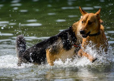 Suda oynayan sevimli köpekler ve sıcak havanın tadını çıkarıyorlar. Köpekler koşup göle atlarken etrafta bir sürü su sıçrıyor. Alman çoban köpeği turuncu köpeği ısırma oyunu oynuyor.